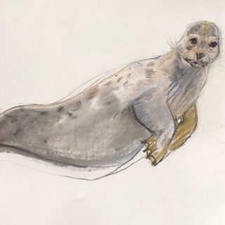grey seal on its side