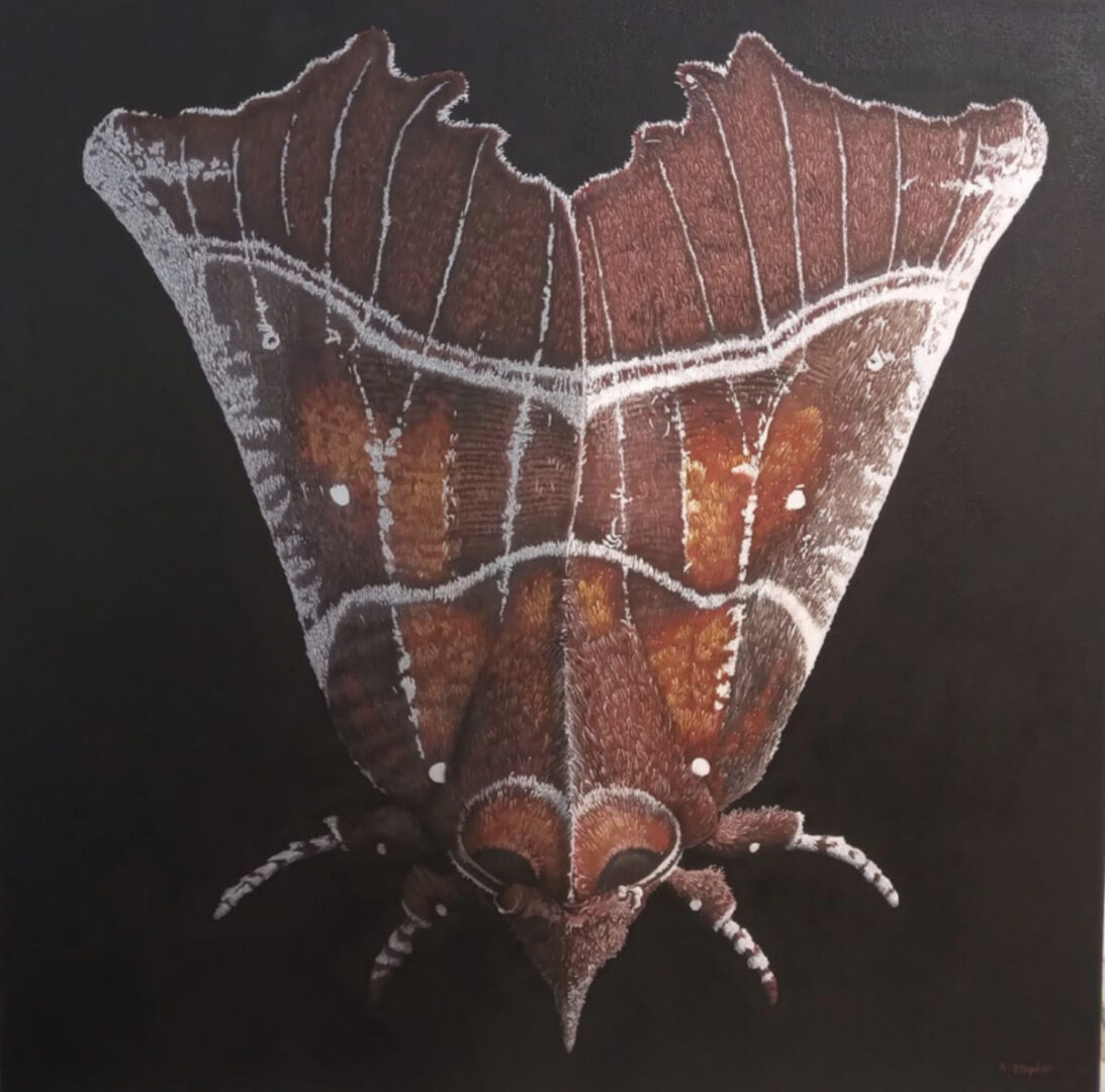 moth