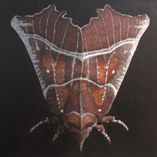 moth