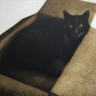 cat in a box