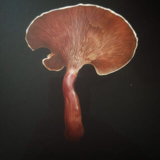 mushroom