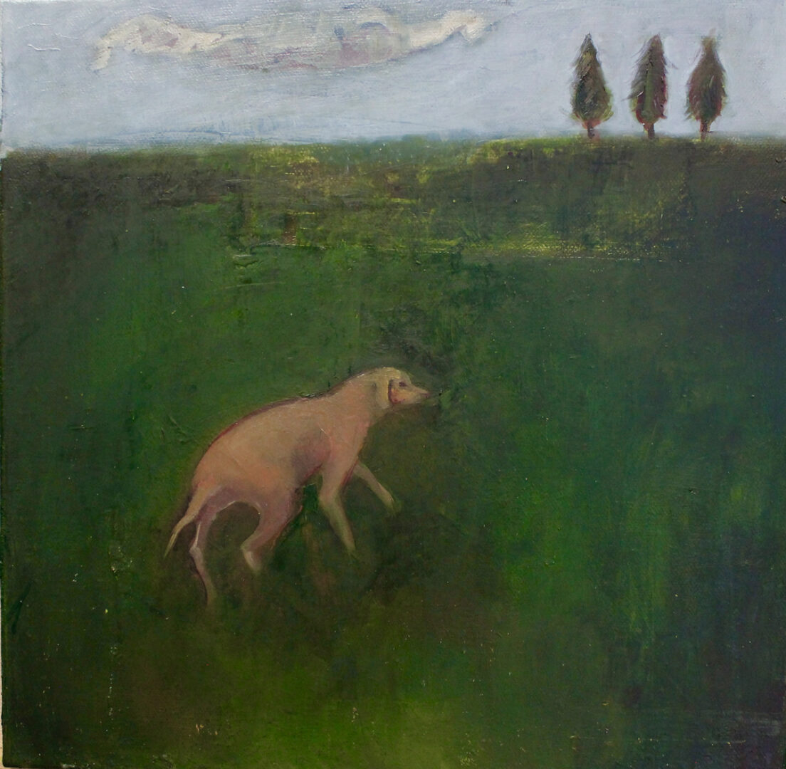 garden with a dog