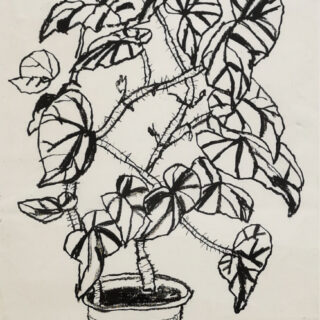 plant